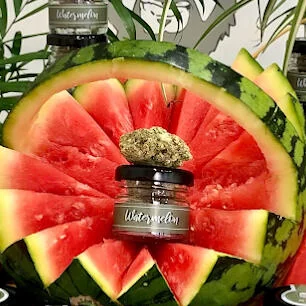 Bocal de fleur de CBD Watermelon au centre d'une pastèque taillée