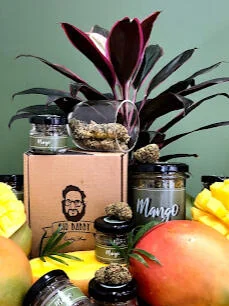 Bocaux de fleur de CBD Mango posés devant une mangue
